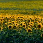 NATURE – photo 9