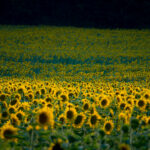 NATURE – photo 10