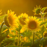 NATURE – photo 11