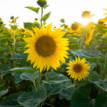 NATURE – photo 12