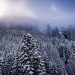 NATURE – photo 14