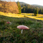 NATURE – photo 3