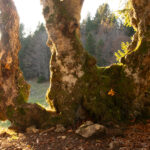 NATURE – photo 4