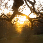 NATURE – photo 5