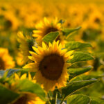 NATURE – photo 8